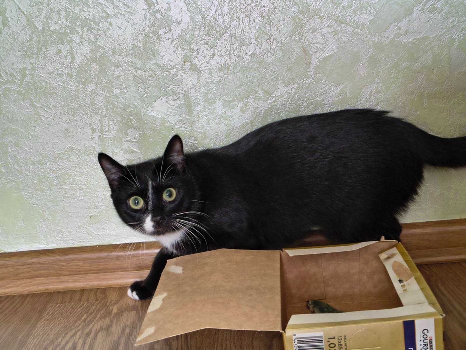 Стерилізована кішечка Мамука, 9 місяців