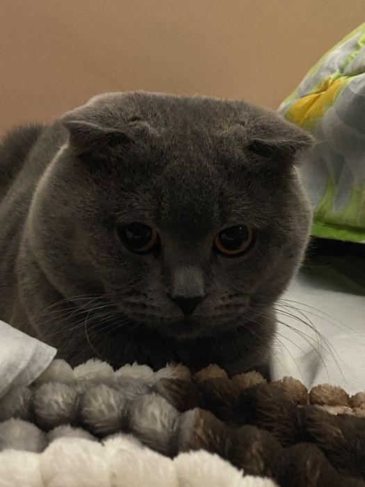 Вислоухий «Грей» для вязки