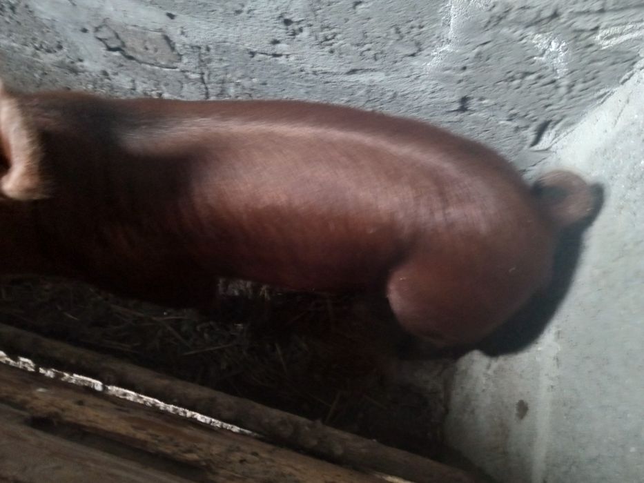 Mięso wieprzowe wyroby swojskie