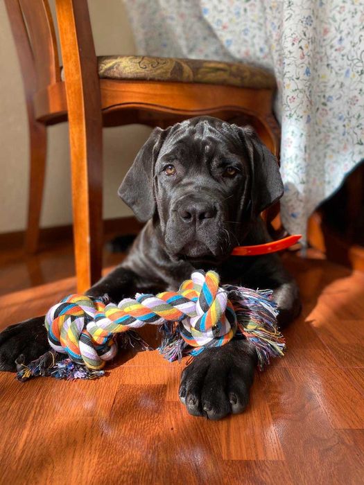 Продаются щенки Кане Корсо премиум класса.