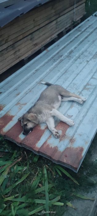 Щенки  не породистые