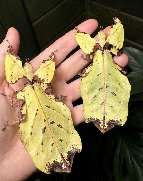 Liściec Phyllium giganteum