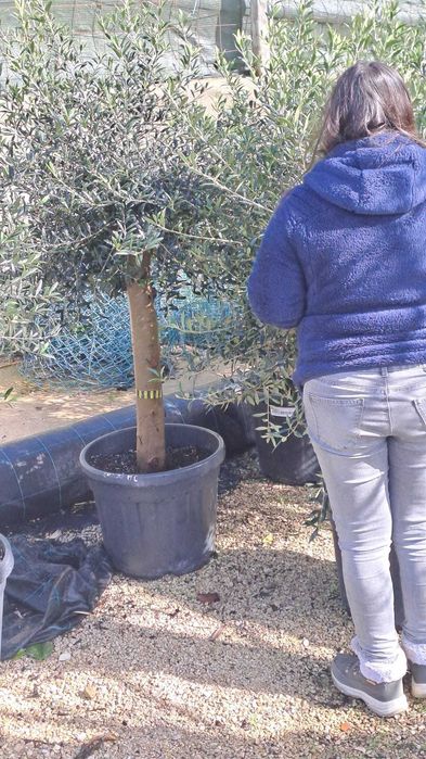 OLIVEIRAS (Olea Europaea)