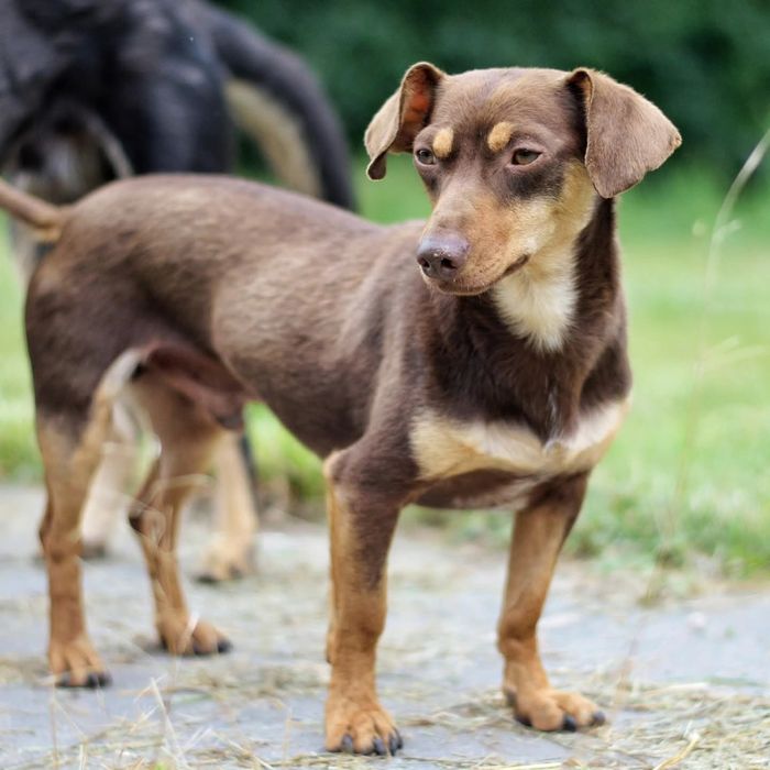 Tomek pilnie szuka domu