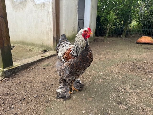 vendo Galo jovem de raça Brahma