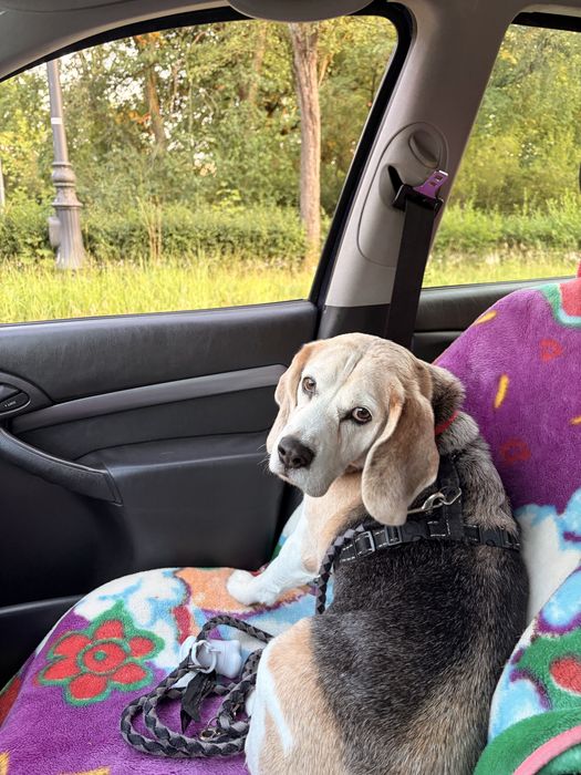 Piesek beagle szuka kochajacego domku