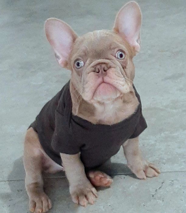 Buldog francuski pieski