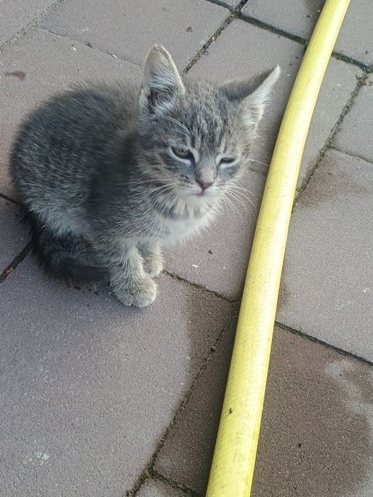 Кошенята. Безкоштовно