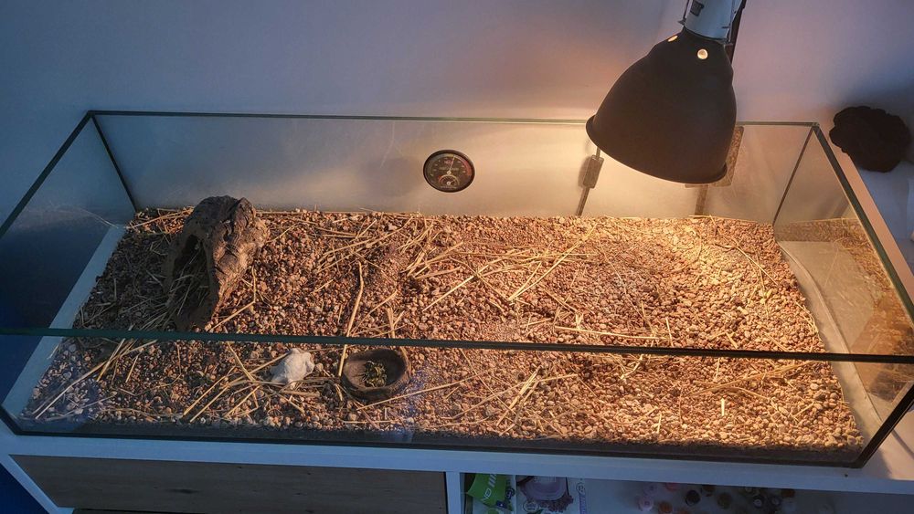 Terarium z lampą