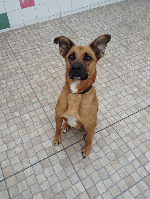 Yoshi para adoção responsável