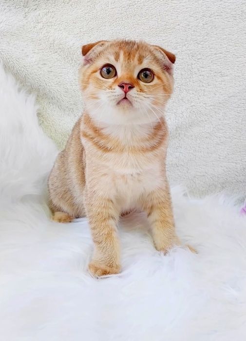 Висловухий котик шотландик золота шиншила