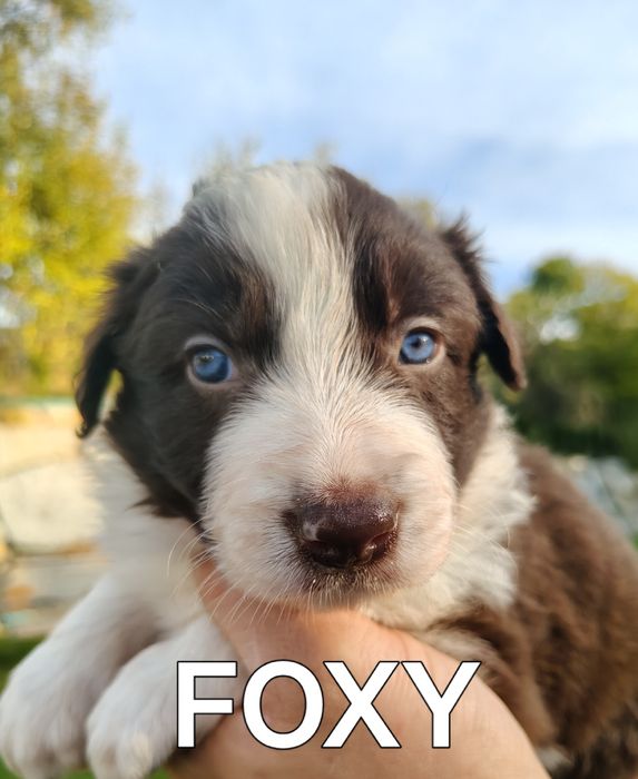 Border collie szczenię