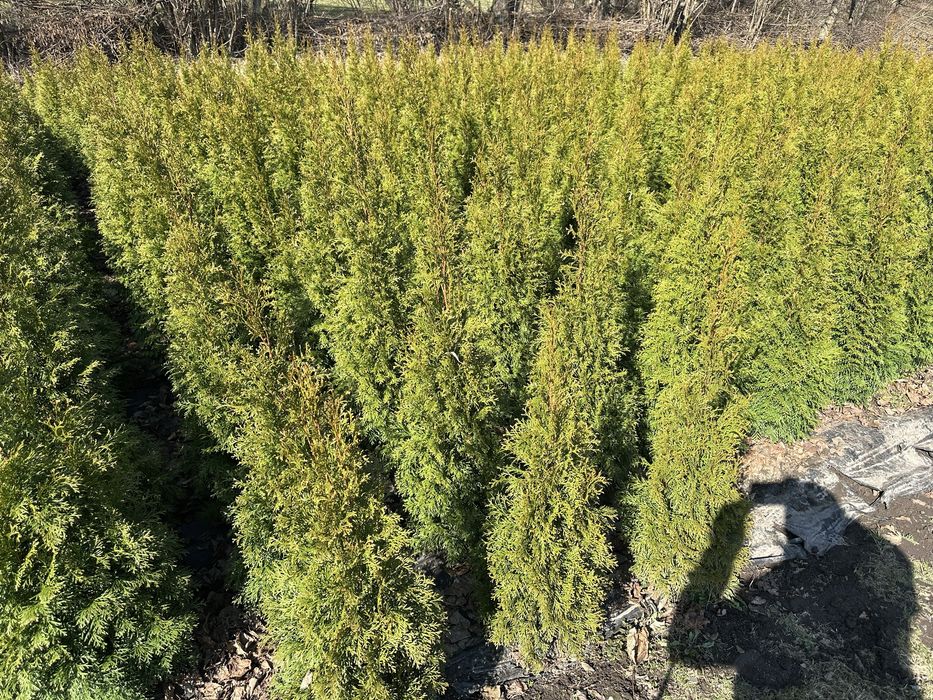 Туя Смарагд Smaragd