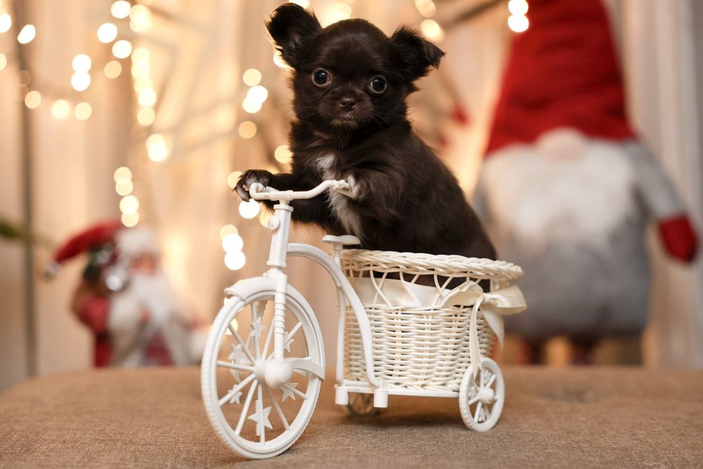 Chihuahua malutki piesek