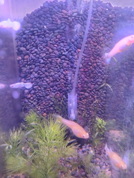 Guppys Velvet White  3- 10€