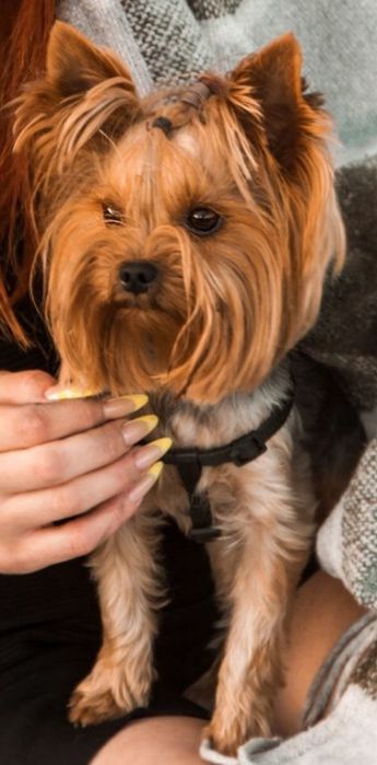 Міні Йорк- вязка