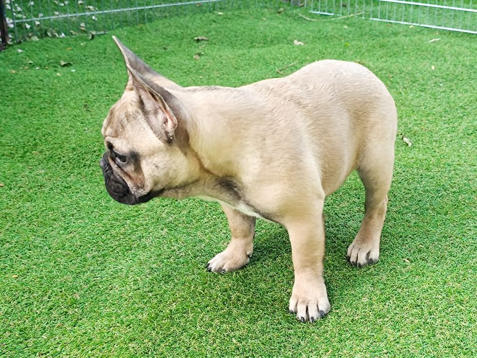 Buldog francuski płowy piesek