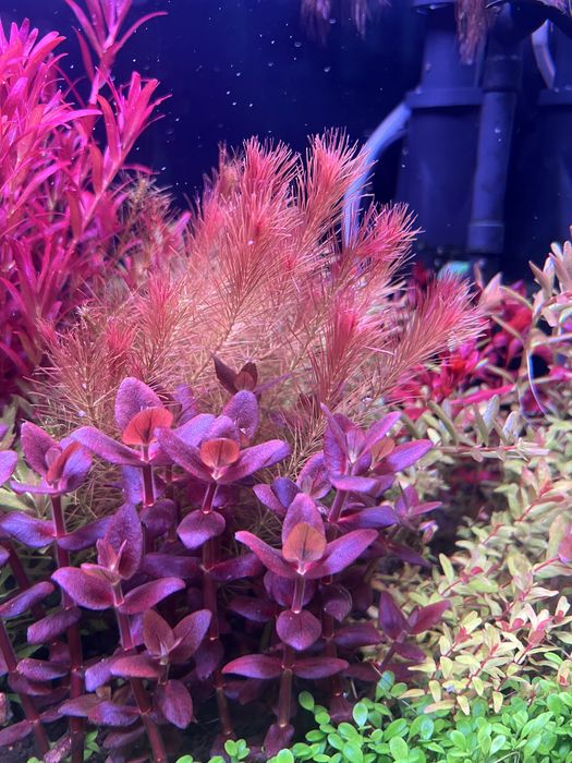 Rotala Wallichii