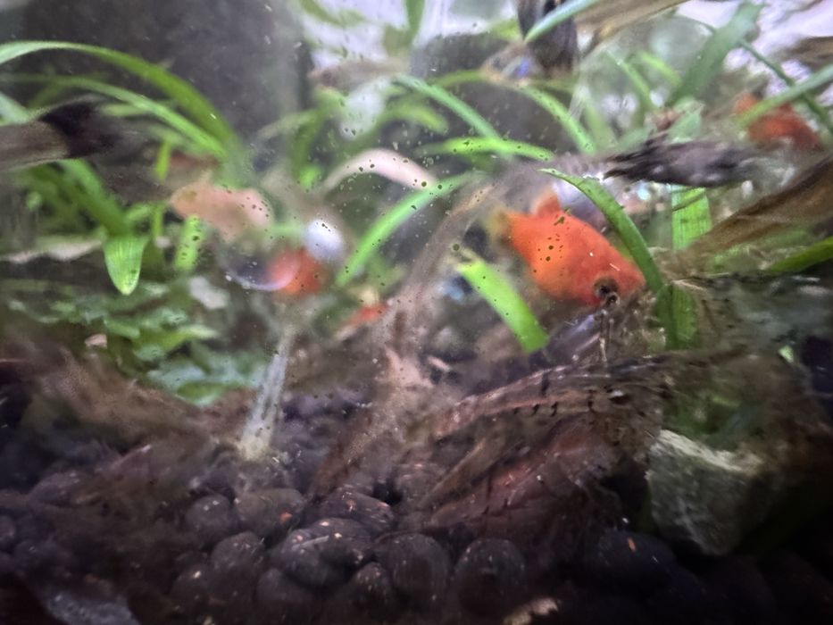 Neocaridina Wild