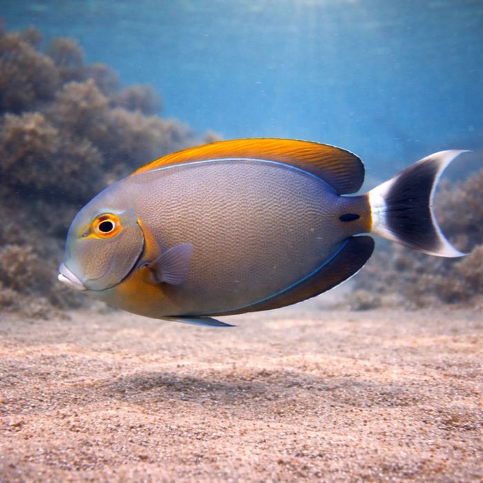 Acanthurus bariene L/XL [Ryba morska}