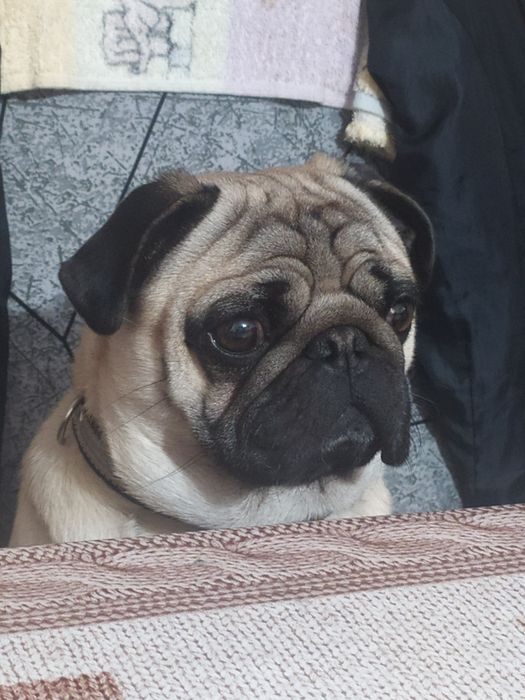 Мопс кобель КСУ, в'язка