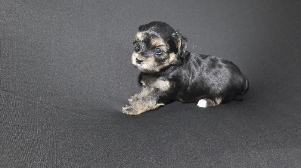 Yorkshire Terrier suczka