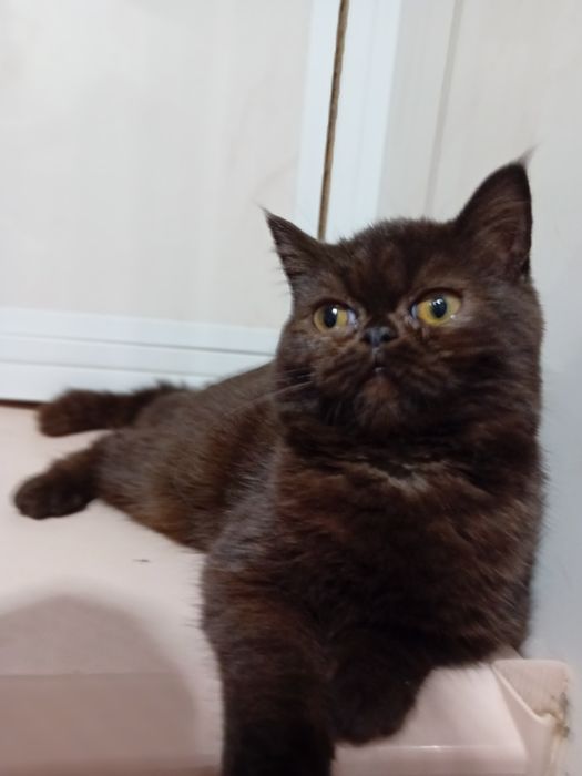 Kotka egzotyczna, krótkowlosy pers