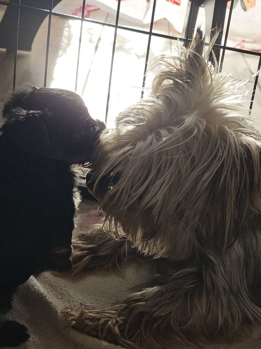 Yorkshire Terrier suczka