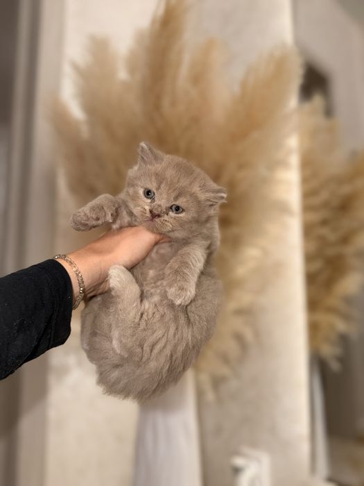 Чистокровні кошенята.  Британські прямовухі кошенята