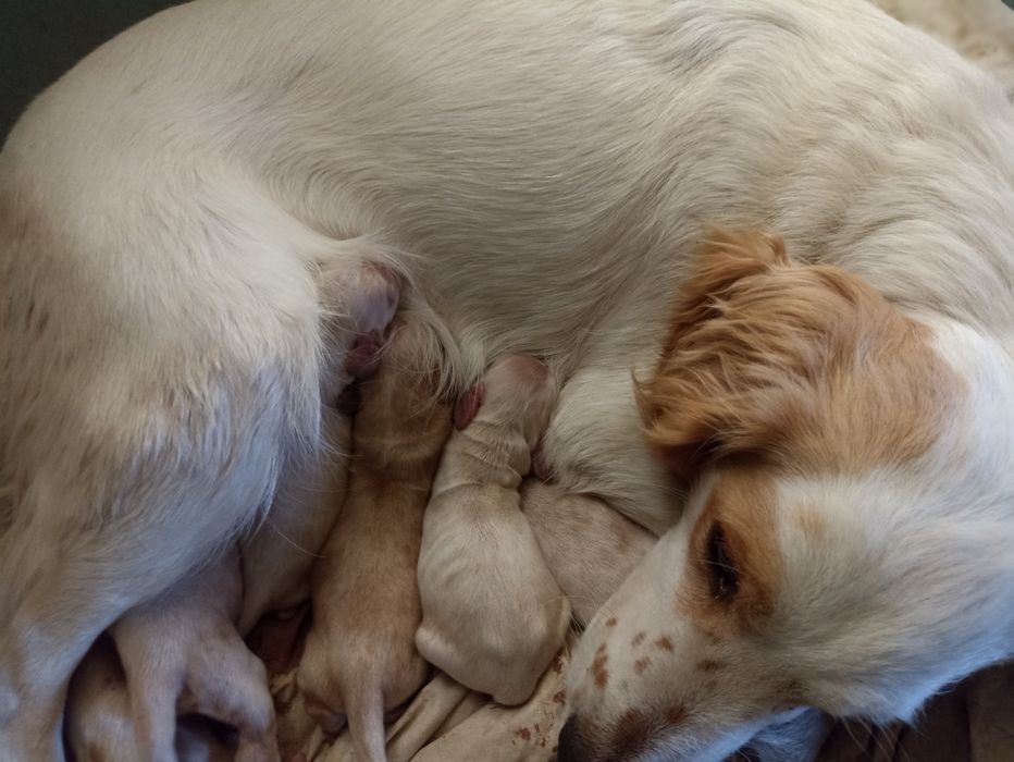 Англійські кокер спаніелі для броні