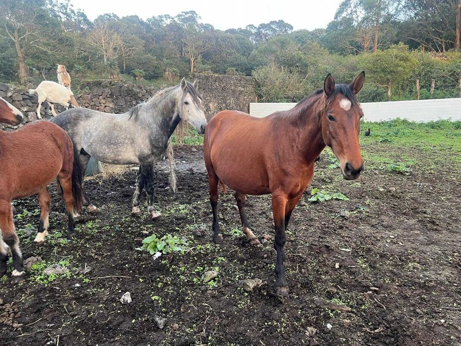 Vários Cavalos dóceis para venda