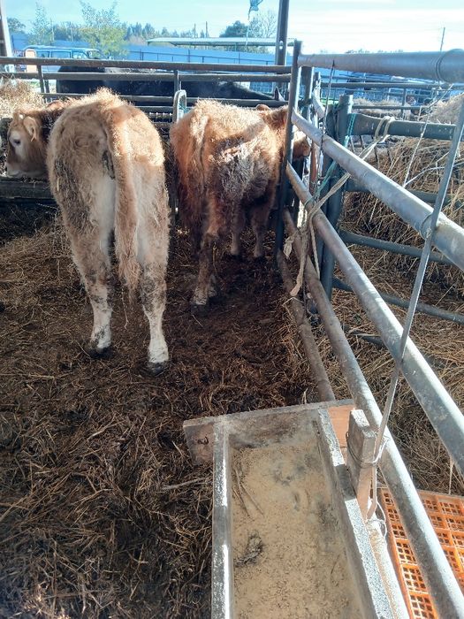 Venda de vitelos para engordar