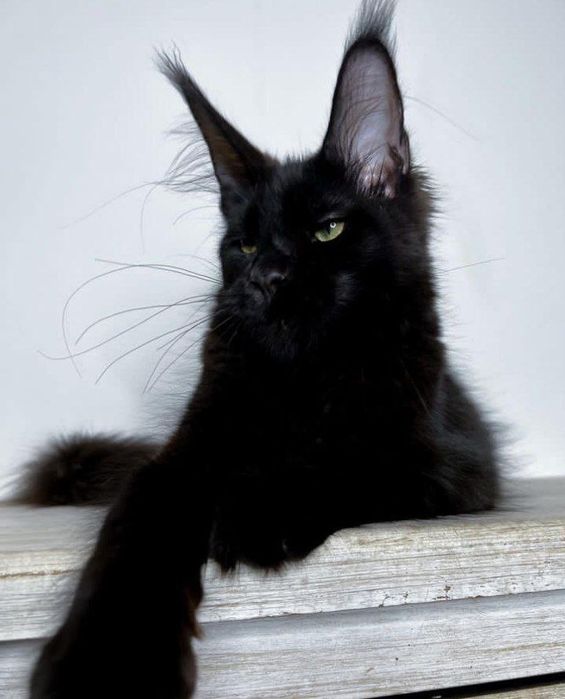 Vip Mainecoon кошенята