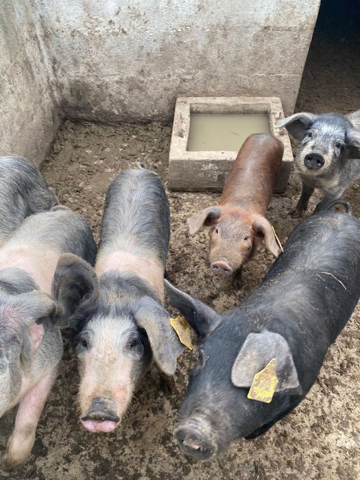 Porca bisara certificada