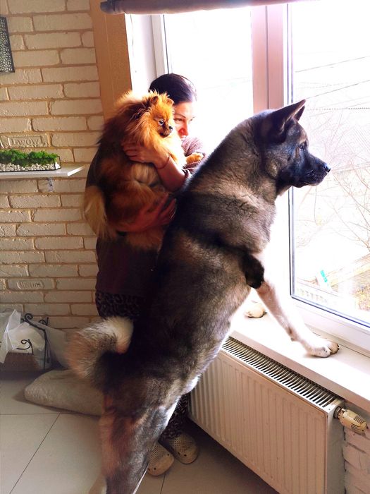 Перетримка тварин