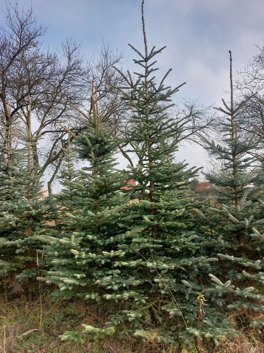 Choinki z własnej plantacji