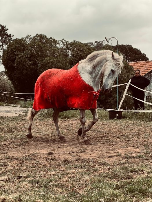Cavalo cruzado letra D