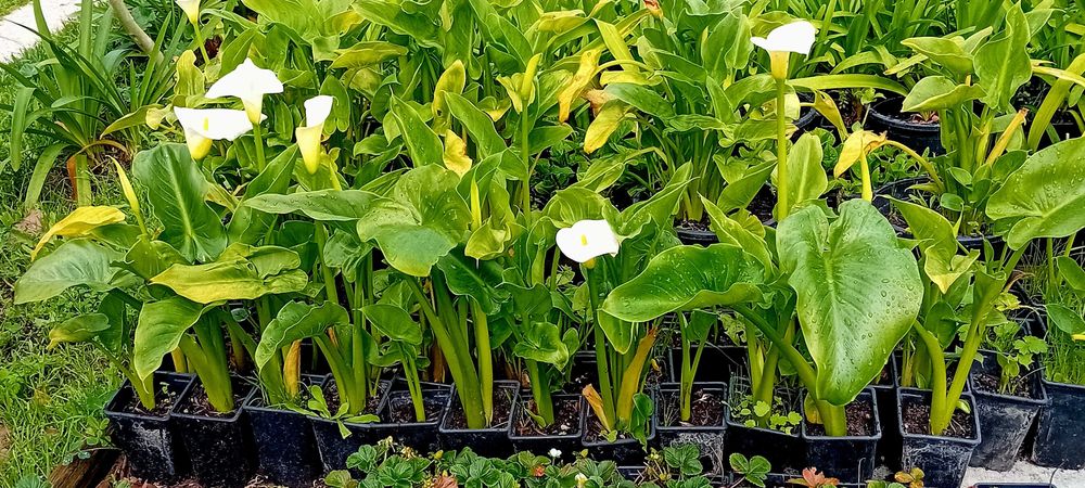 Planta jarro branco lirio calla, zantedeshia