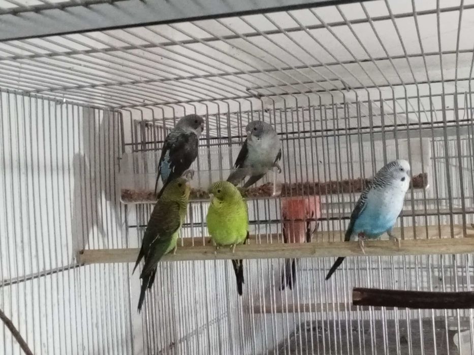 Piriquitos asa negra e hagoromonos