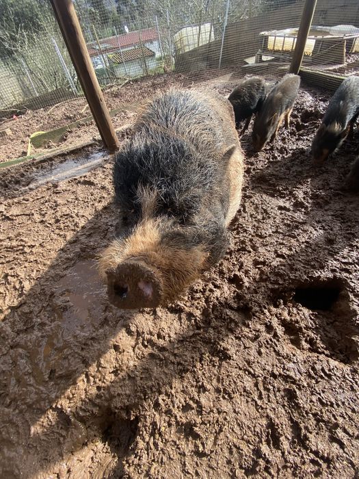 Mini pigs todos juntos ou em separado