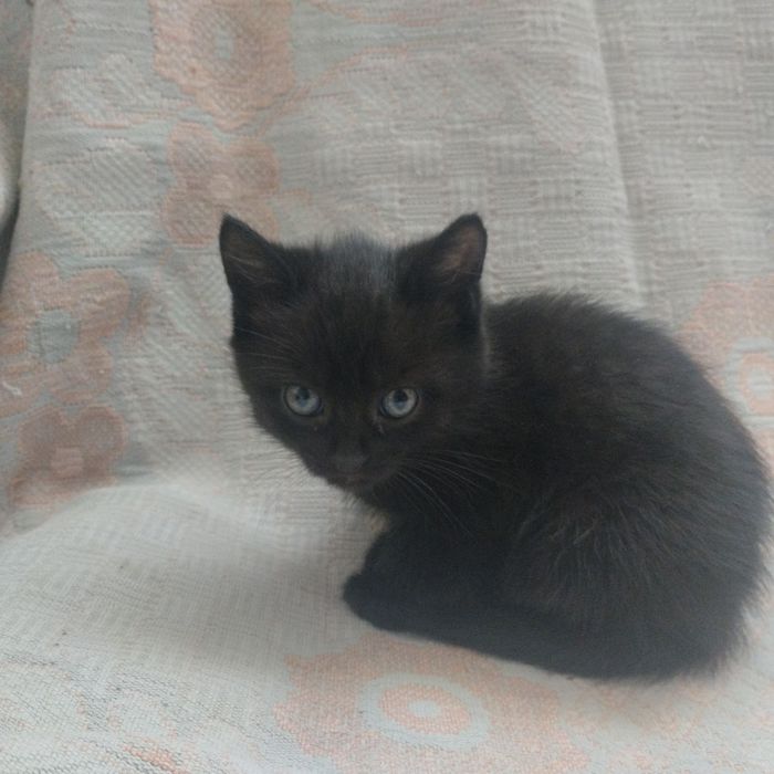 Кошенята в добрі руки!:>