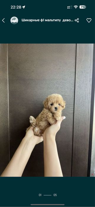 _Мальтипу бейбі фейс,, мальтипу Топ !