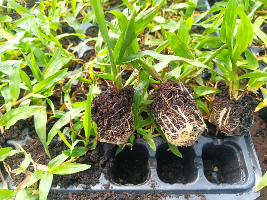 Vendo Relva Brasileira