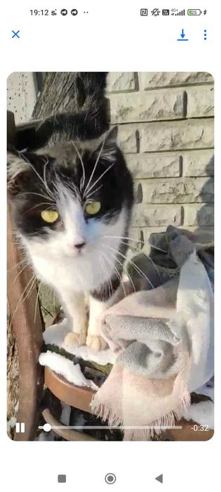 Кошенята в добрі руки