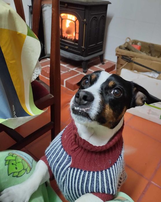 Petsitting Familiar