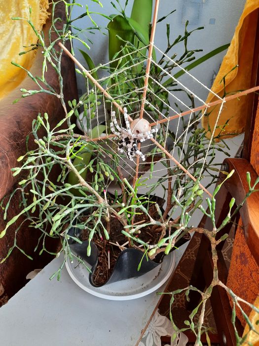 Кімнатна квітка Хатіора