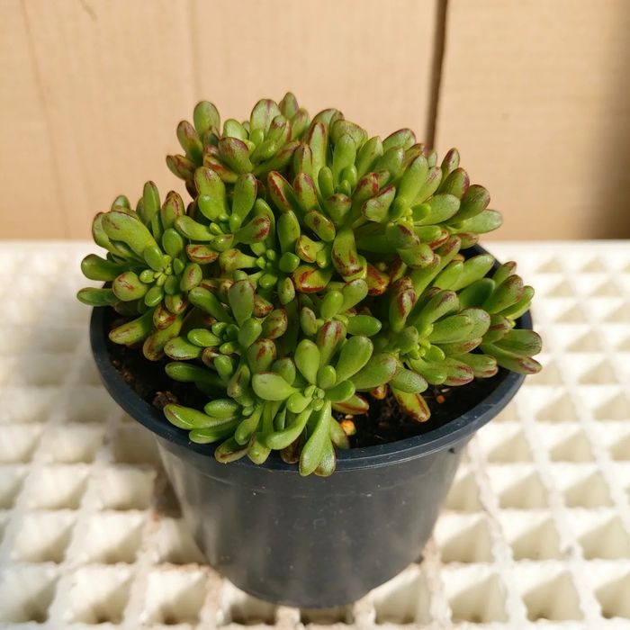 Suculentas (vaso 10,50cm)