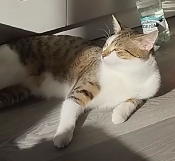 Котик 6м белый с табби котенок кот серый с белым ласковый плюшевый