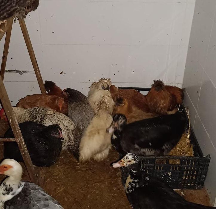 Vendo/Troco - Galo Sedosa do Japão