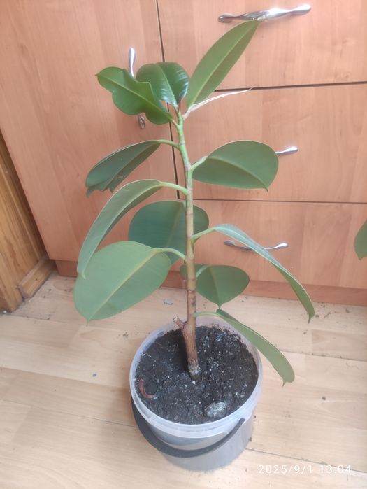 Продам фикусы 100 гр,дерево.